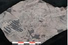 Foto (Detailansicht) von Dioonites permaeformis Schenk (NHMW-GEO-2024-0188-10642)